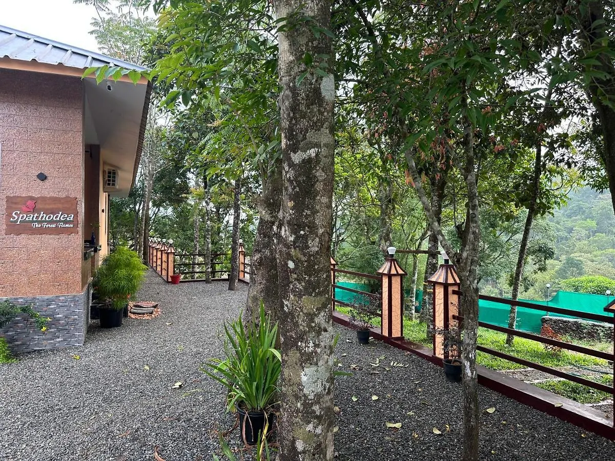 Spathodea Vagamon 0*,  India